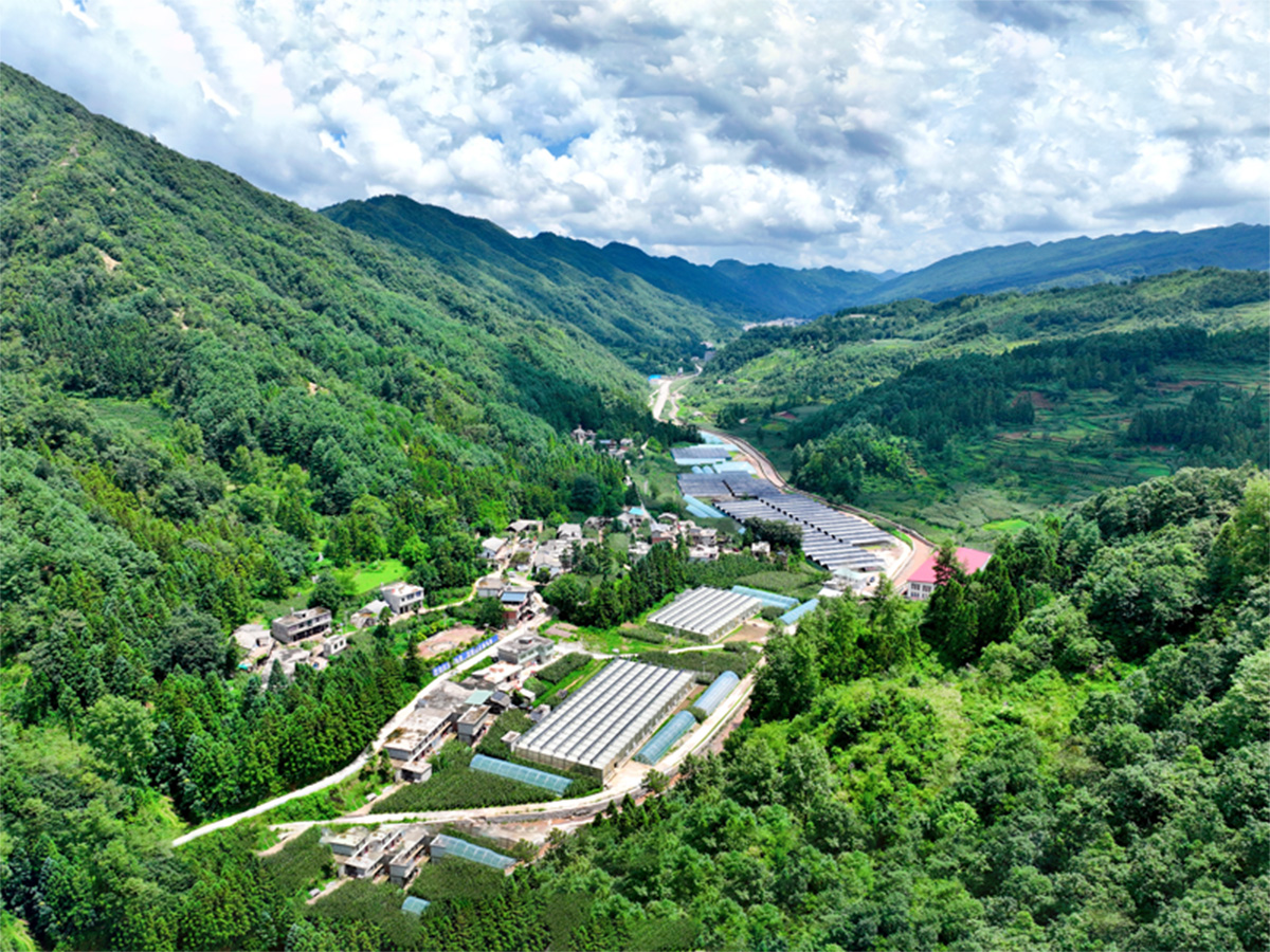 规模化种植基地