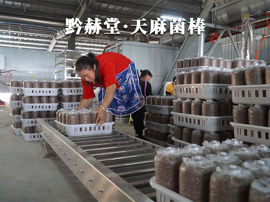 天麻菌棒生产